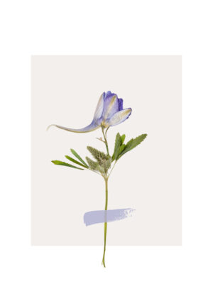 Single Flower