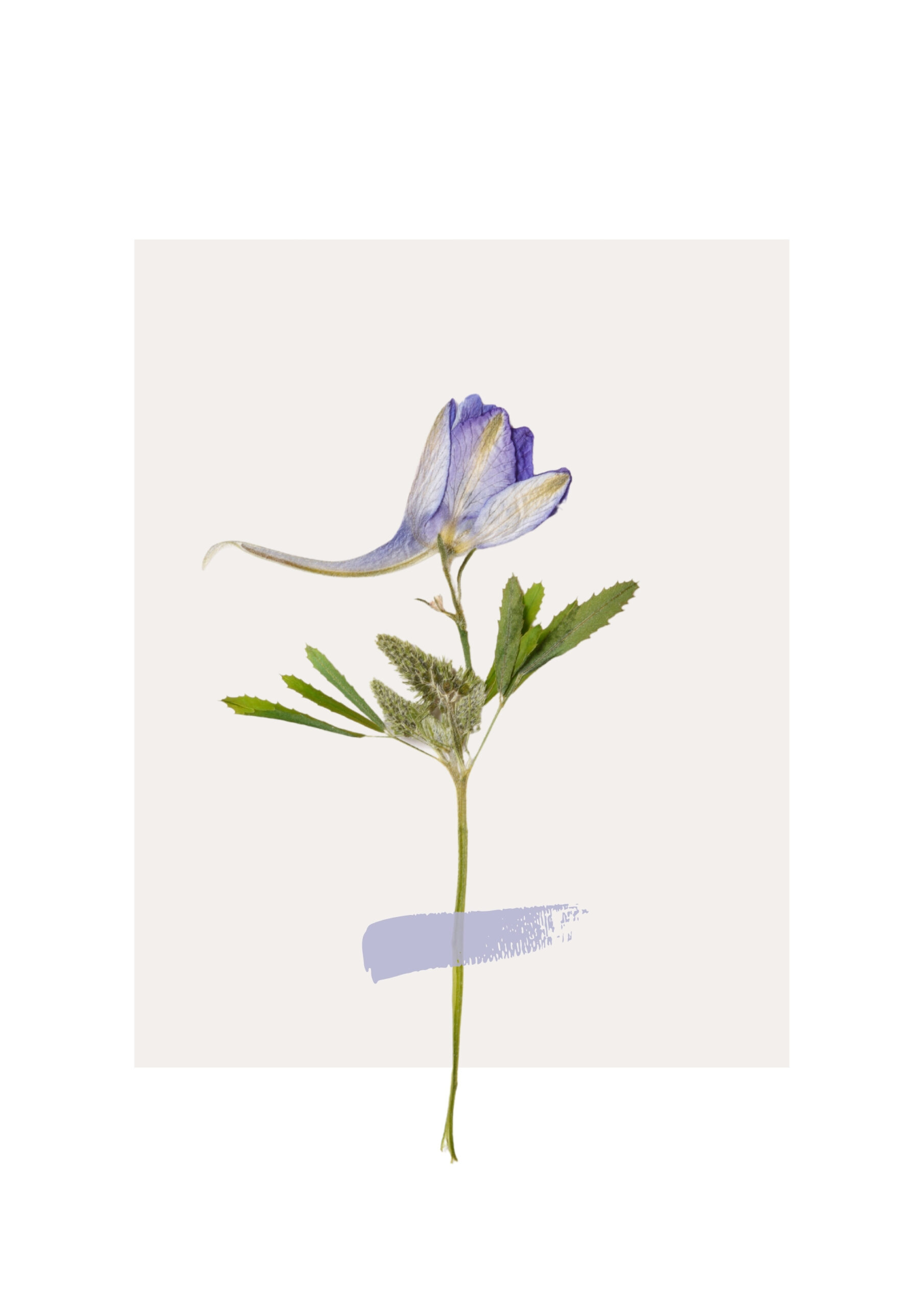Single Flower