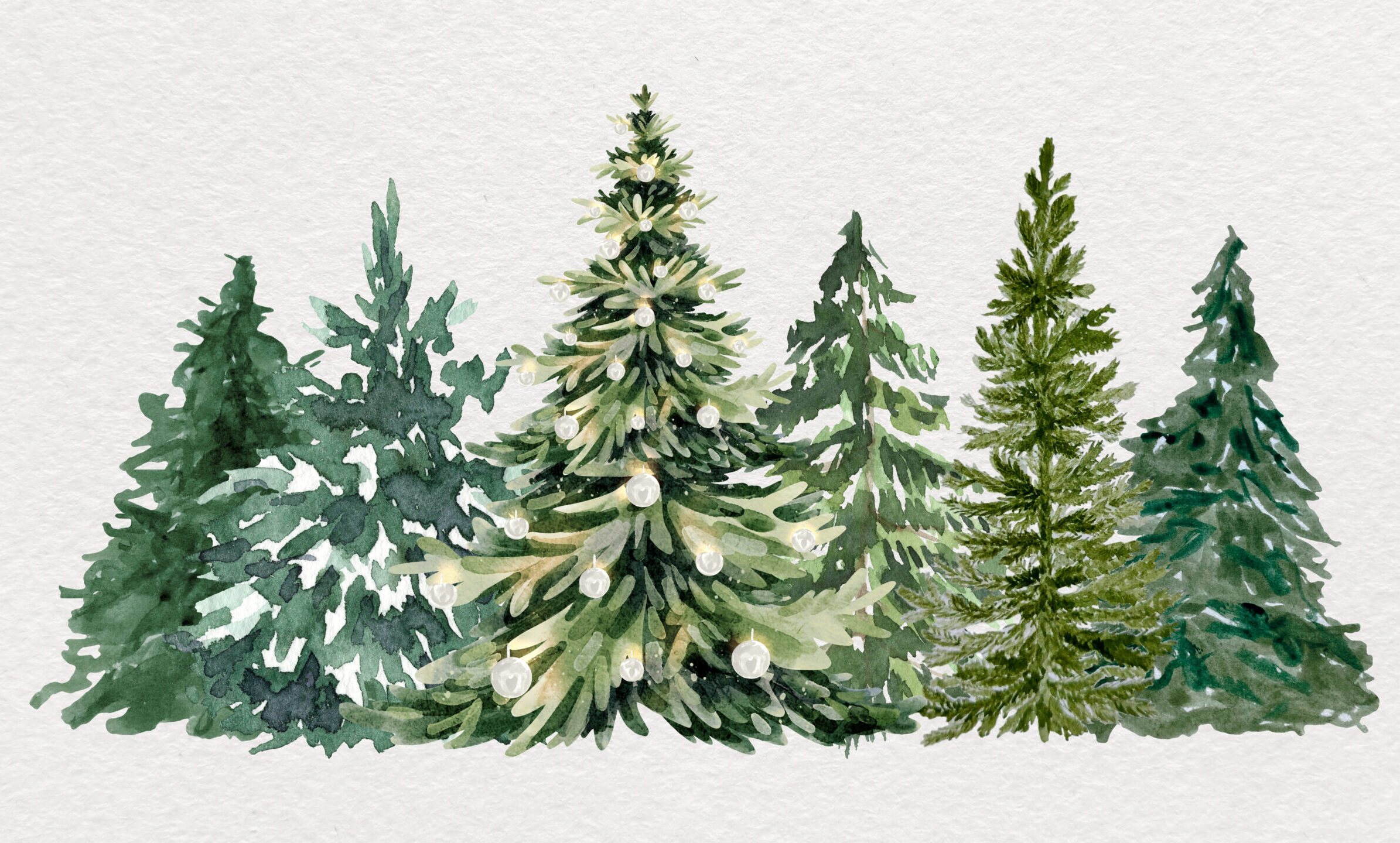 Fir Forest